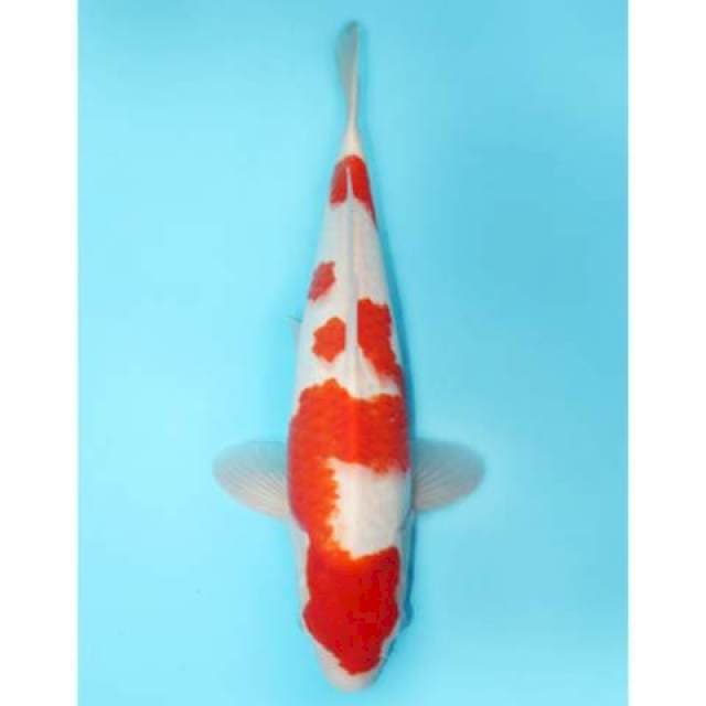 Kohaku 45 cm