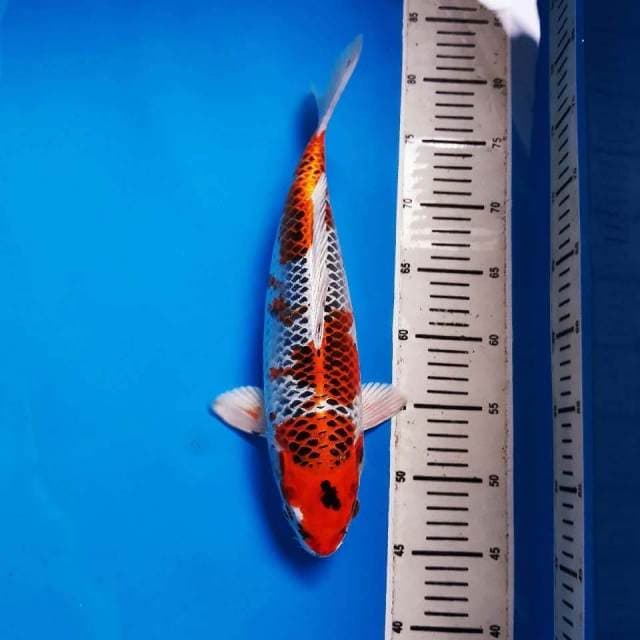 M.KUJAKU JUMBO