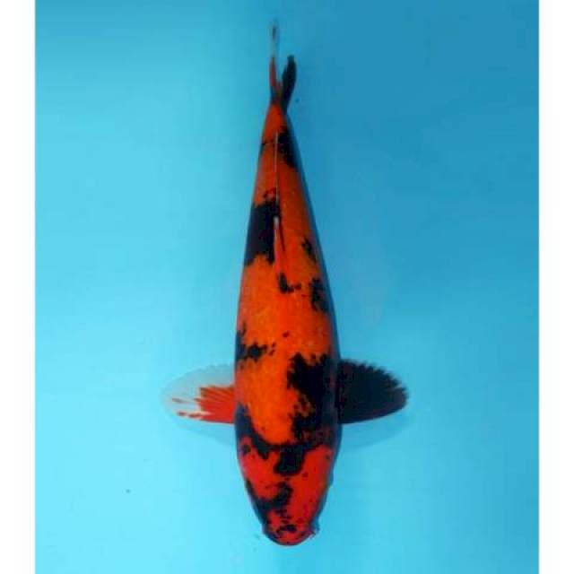 Ginrin Utsuri 38 cm