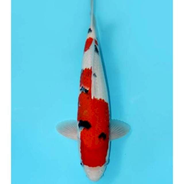 Tashio Sanke F1 38 cm