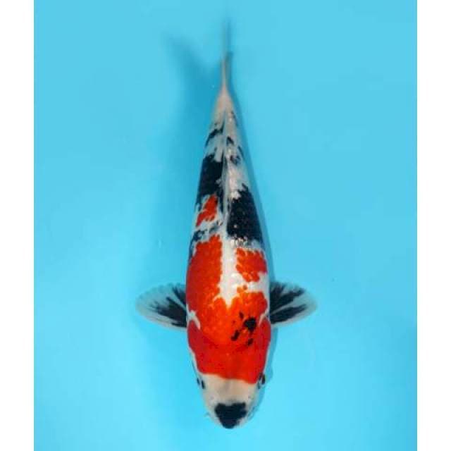 Ginrin Showa Tategoi Bulky 34 cm