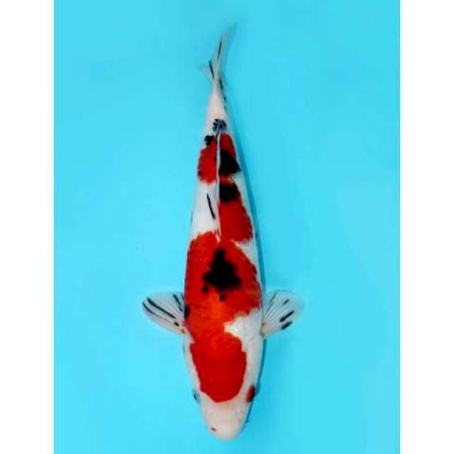 Taisho Sanke 36 cm
