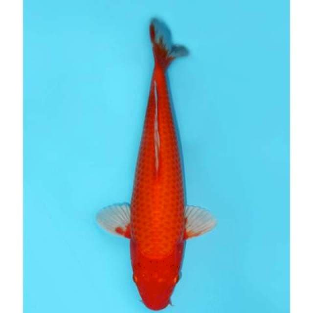 Aka Hajiro 30 cm