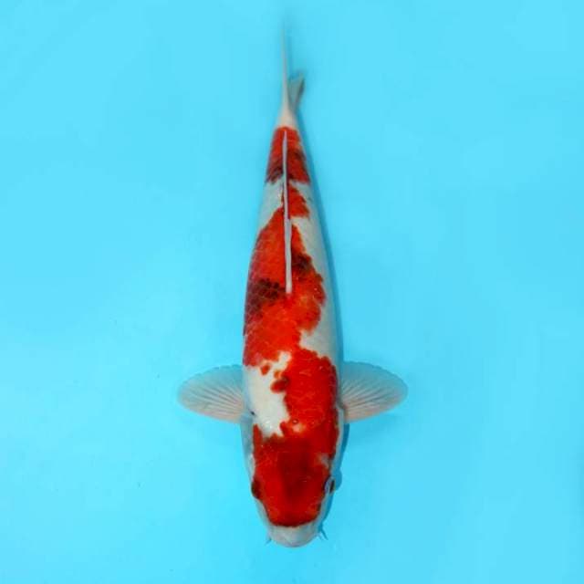 Tategoi Showa F1 39 cm