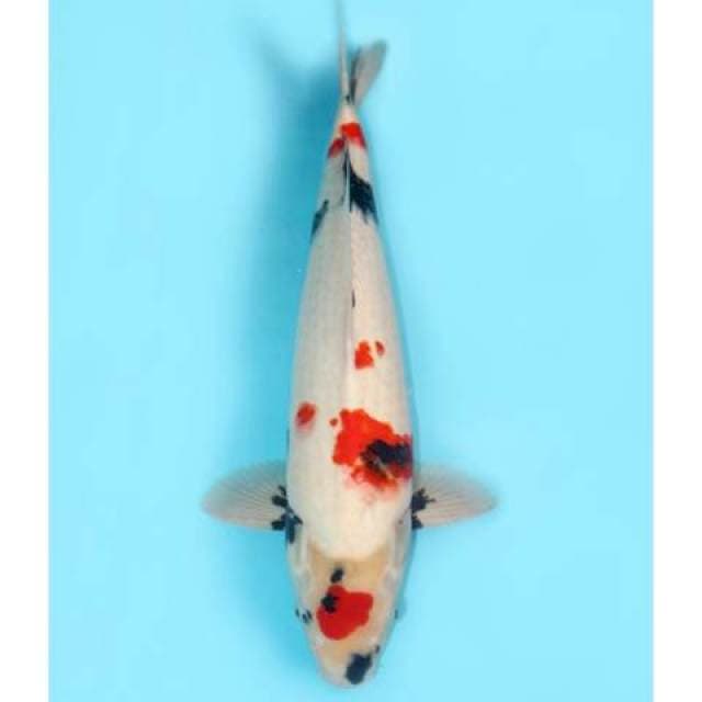 Kindai Showa Male F1 52 cm