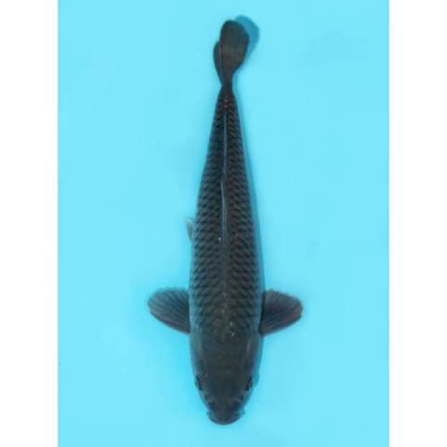 Soragoi Pelengkap Kolam 40 cm