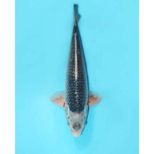 Konjo Asagi Ring Biru 45 cm
