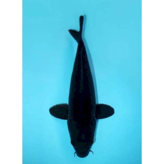 Koi Hitam Langka Karasugoi 32 cm