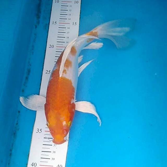 #6 Kumpay Koyo 