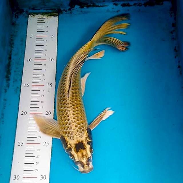 #14 Kumpay Gold Kinbo