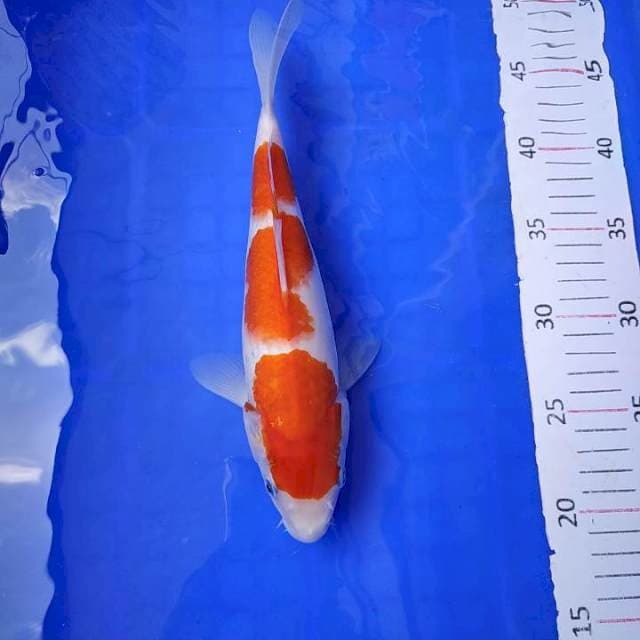 Kohaku