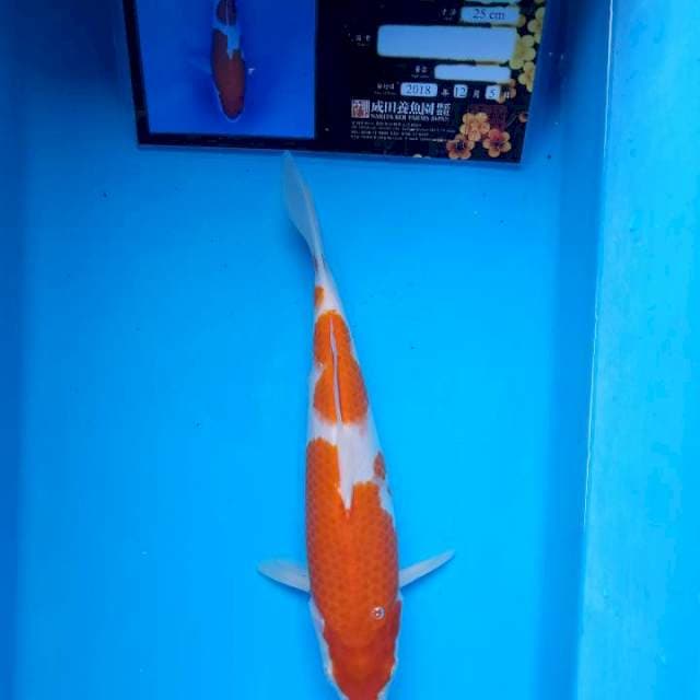 Kohaku sakai serti