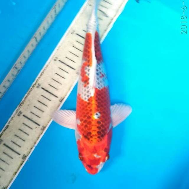 HQ kujaku koleksi 30 cm