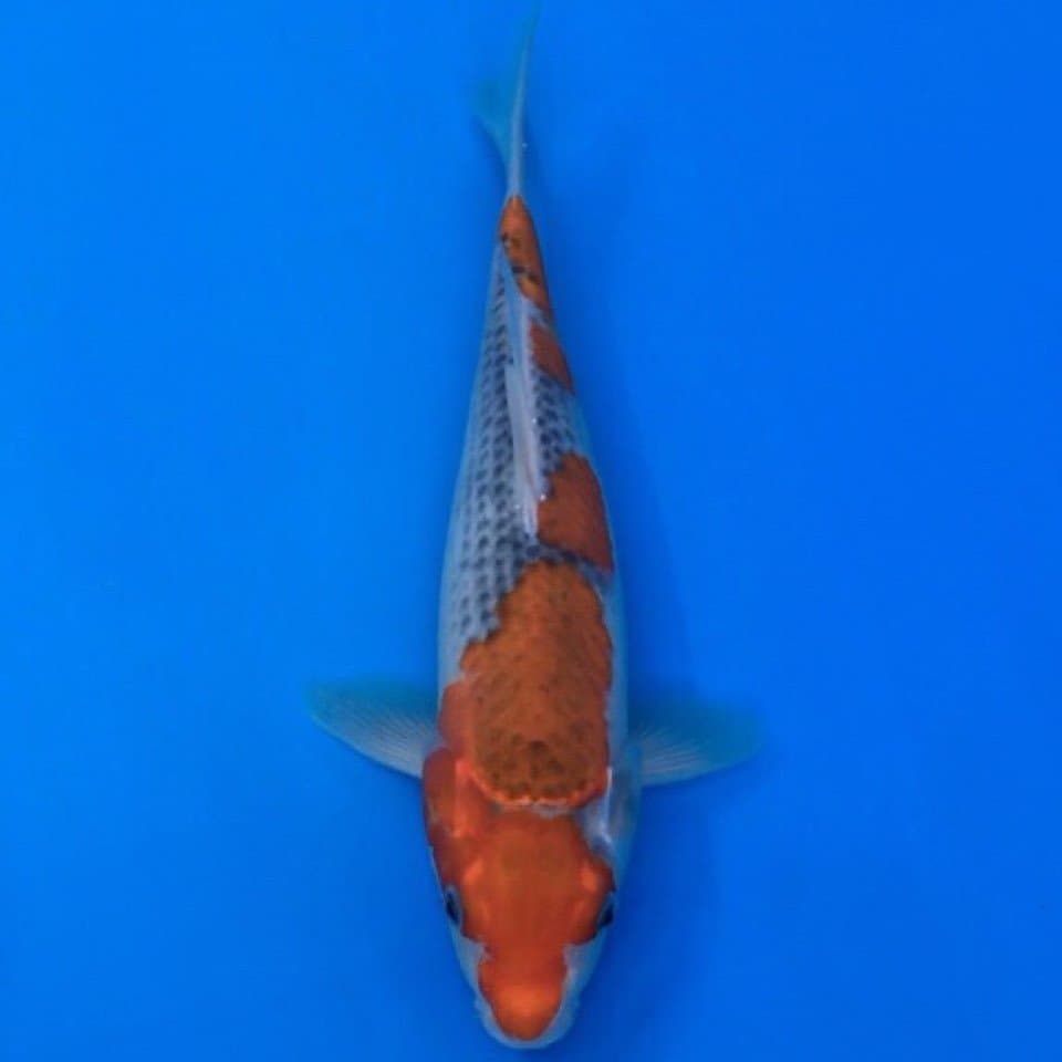 goshiki 28cm