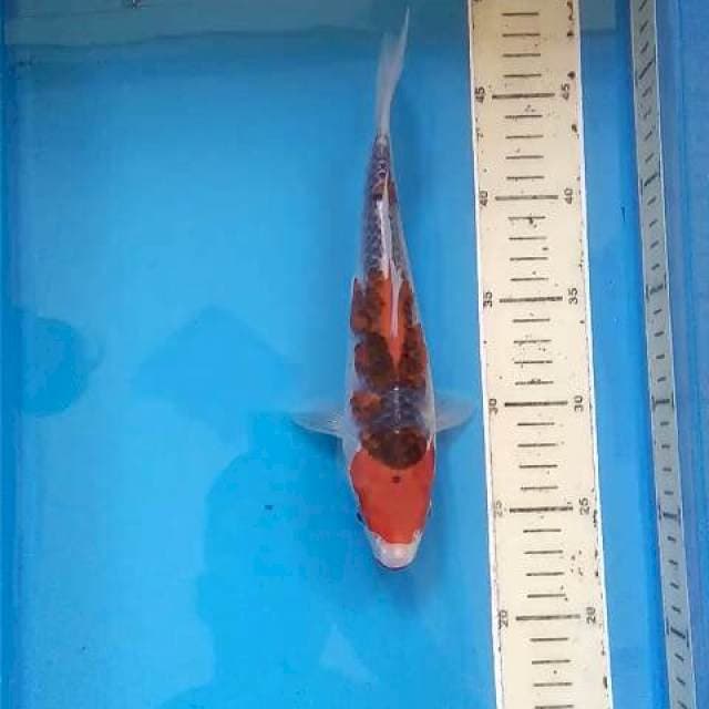 Goshiki Kucibeni 25
