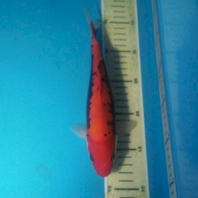 Beni Kumonryu, Jantan 24 cm