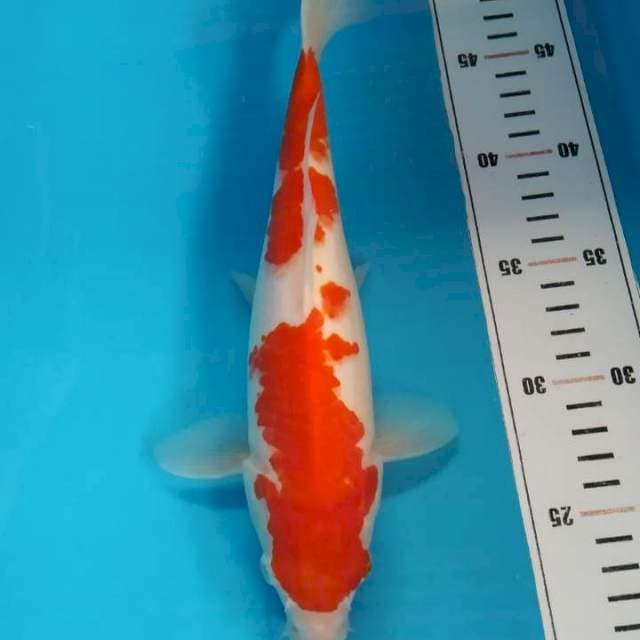 kohaku