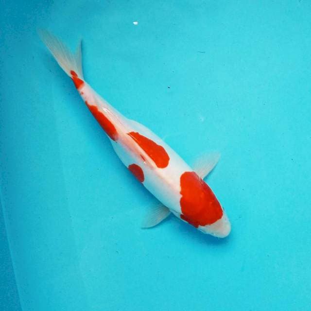 D. Kohaku DOITSU #32cm