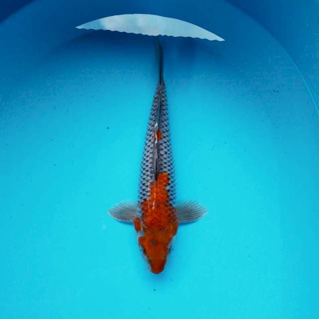 E. Ochiba Sigure #30cm
