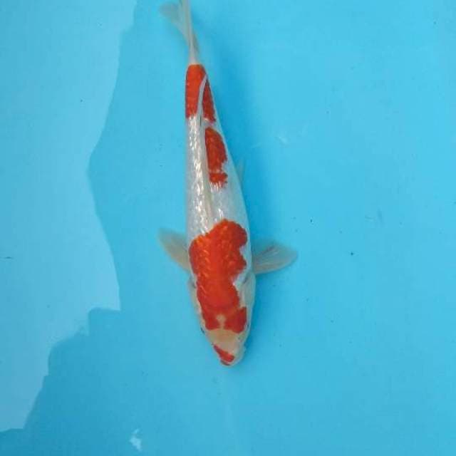 Kohaku gindrine 31cm