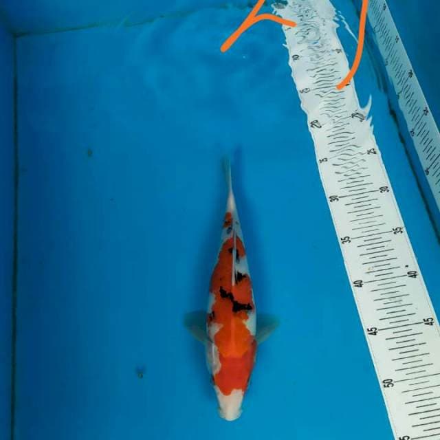 Sanke Barokah 29cm
