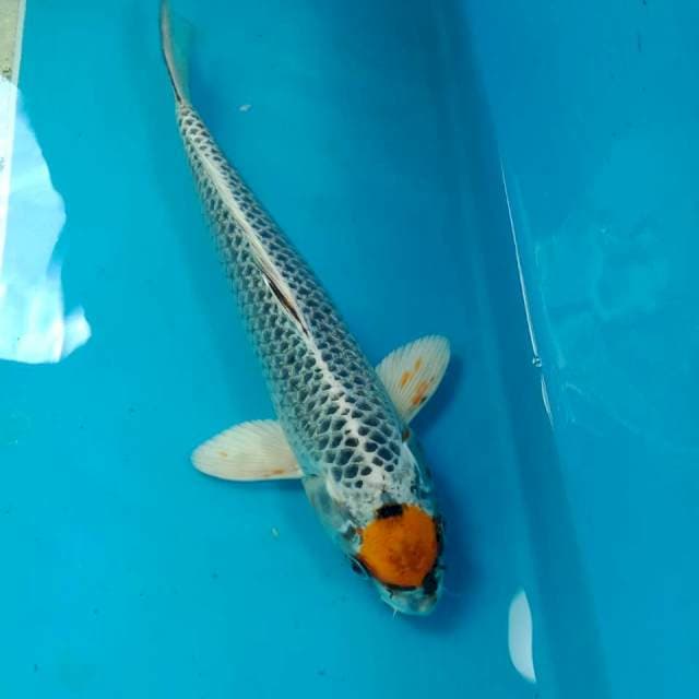 Tancho Kujaku 27 cm