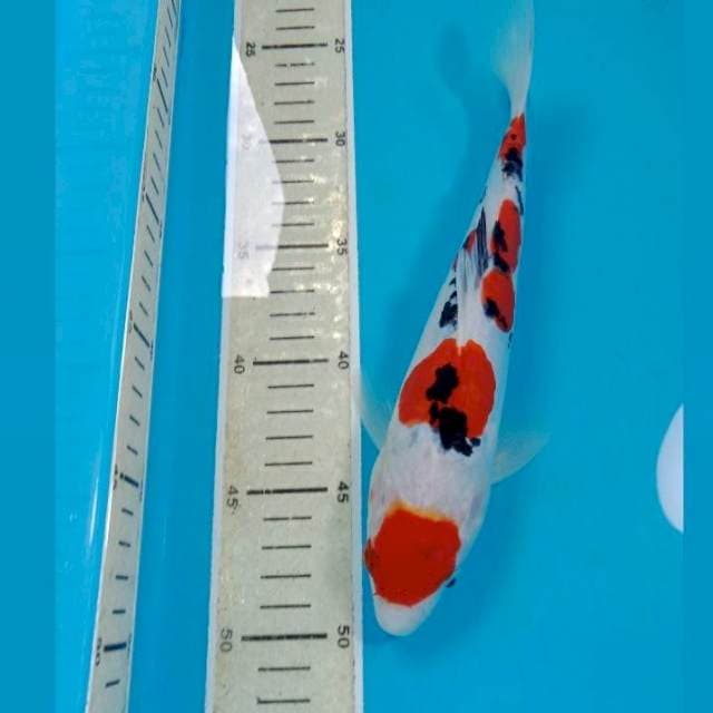 Sanke Doit 26 cm