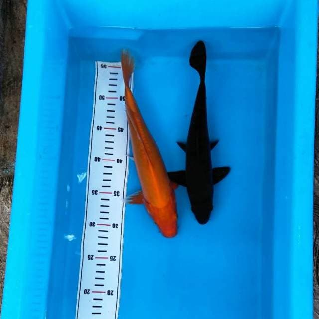 Mawar hitam