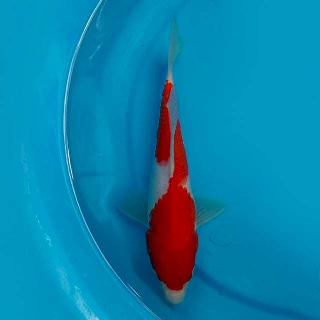 Kohaku 25cm