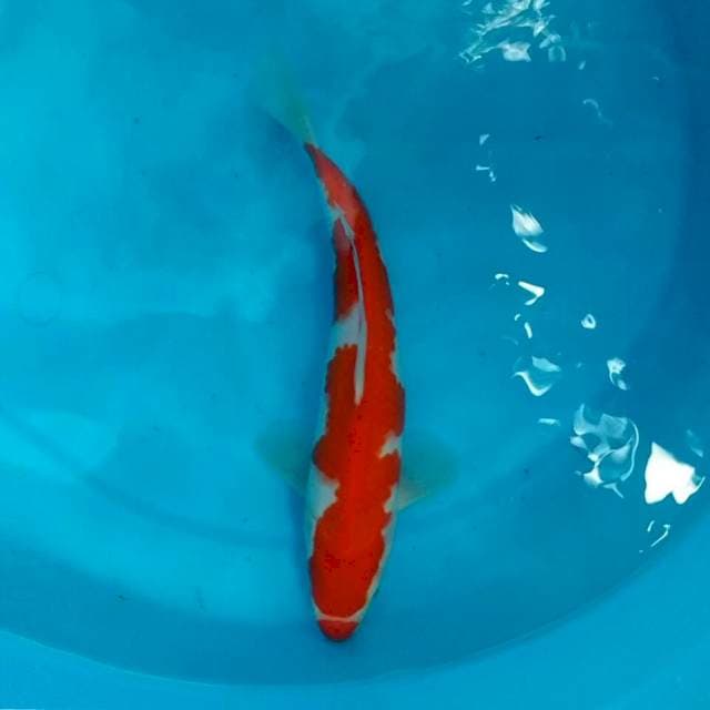 Kohaku 25cm
