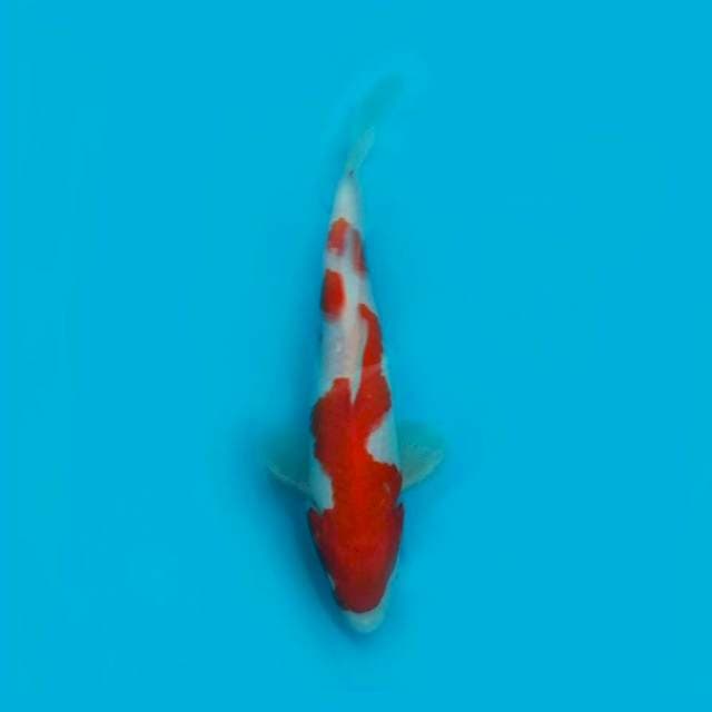 Kohaku 23cm