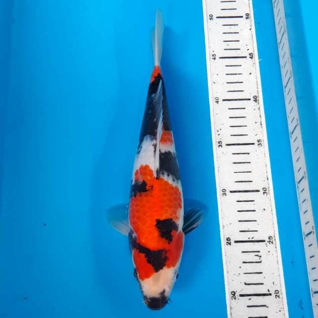 Showa 29 cm JOSSS