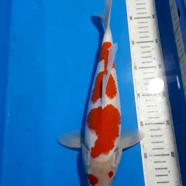KOHAKU 33 CM