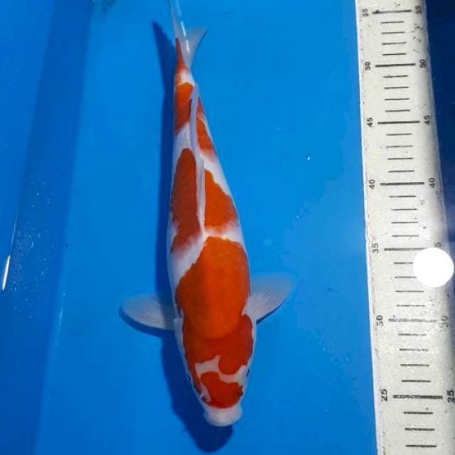 KOHAKU 32 CM
