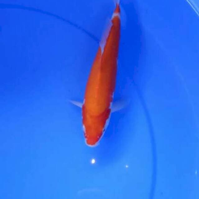 Kohaku serti anetto 21cm