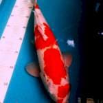 Kohaku Male 41cm