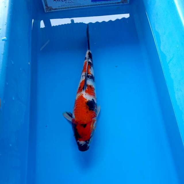 Showa isa 33cm serti