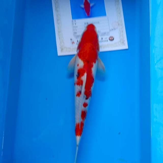 Sanke 35cm import okawa farm