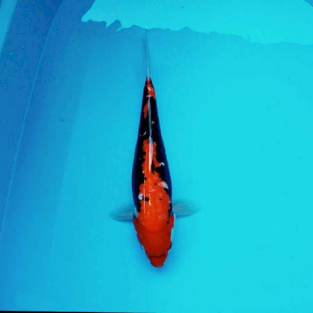 1. Beni Kumon || 35 cm