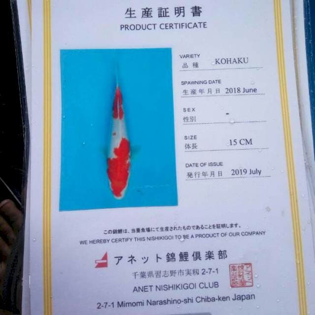 Kohaku anetto serti
