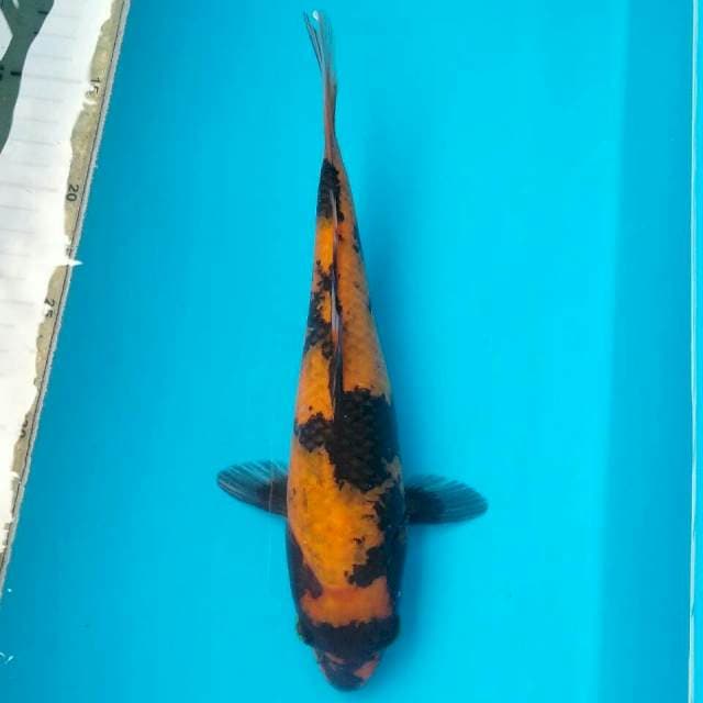 HI SHOWA T124 26CM FEMALE