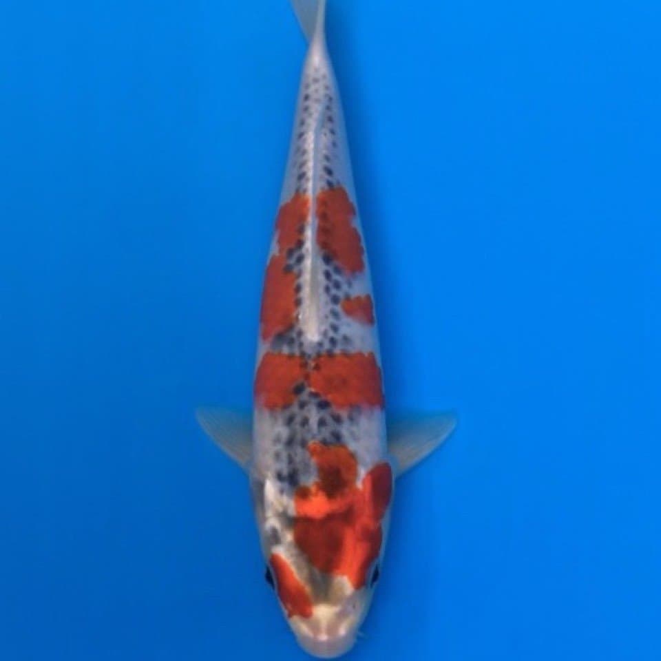 goshiki hq 27cm