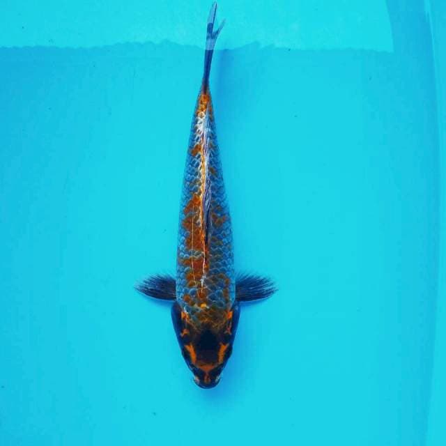 2. Kawarimono || 31 cm