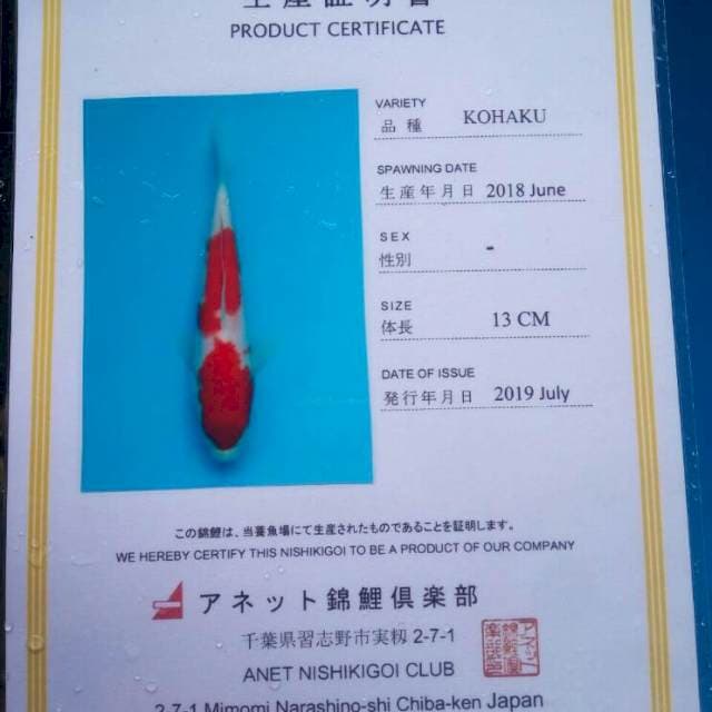 Kohaku anetto serti