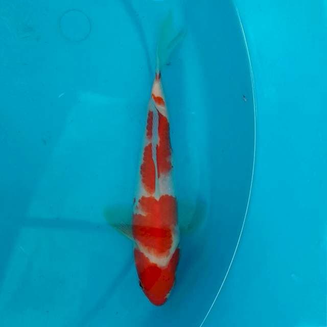 MUNG NGENE - 20CM