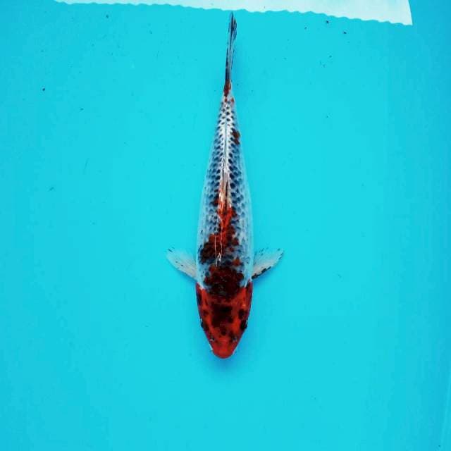 4. Ghosiki Medium || 29 cm