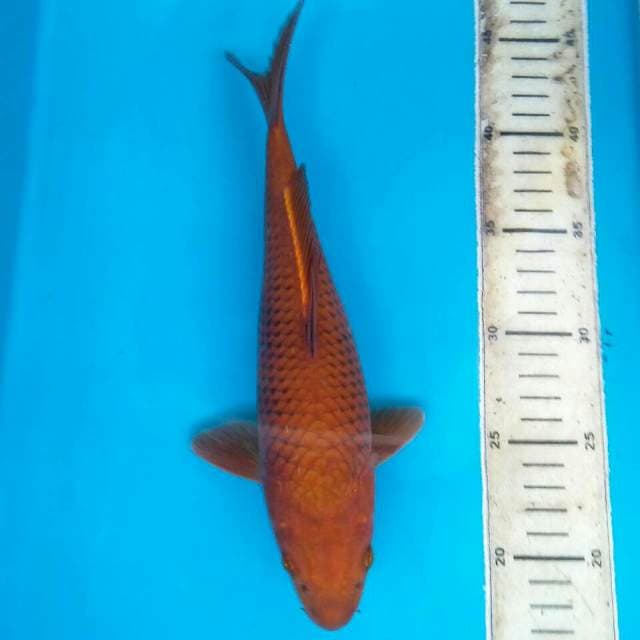 CHAGOI T27 28CM FEMALE