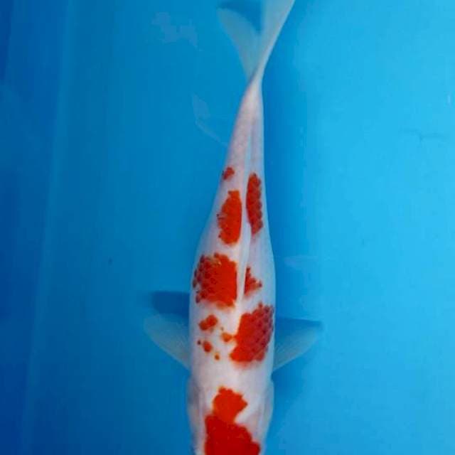 Kohaku