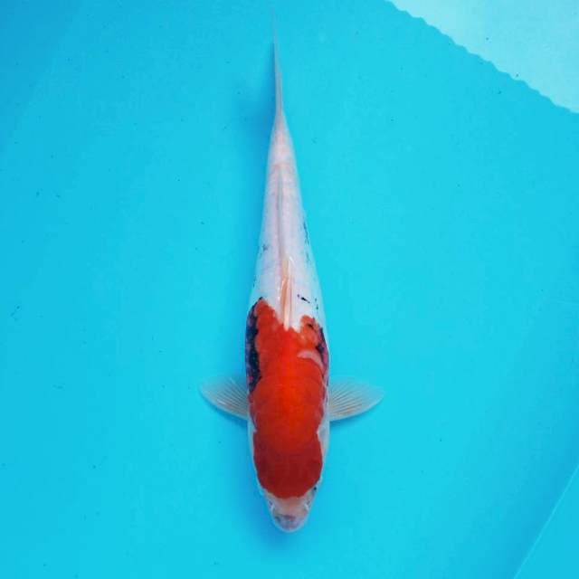 5. Beni Kumon || 35 cm