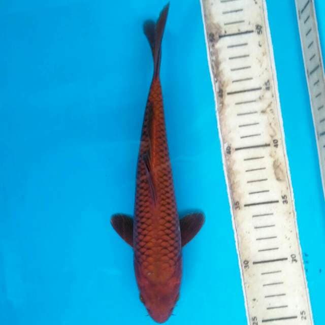 CHAGOI T29 26CM FEMALE